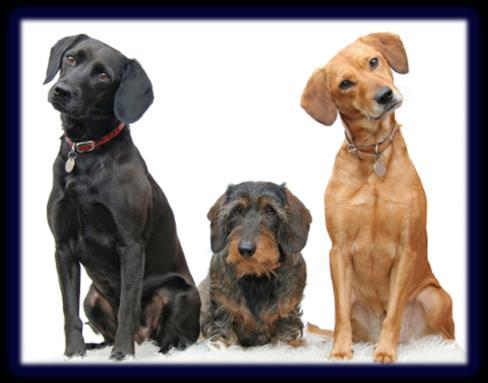 12 Dog Diseases You Can Combat with Vaccination and Deworming 1. Rabies (this can be spread to people) 2. Canine parvovirus infection ("parvo") 3. Canine distemper 4. Leptospirosis 5.