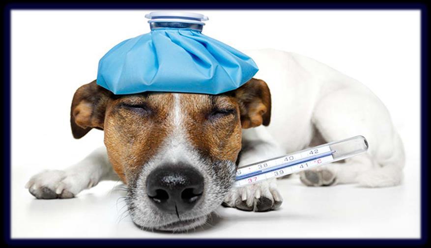 Canine Influenza Canine influenza (CI, or dog flu) is caused by the canine influenza virus (CIV), an influenza A virus.
