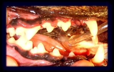 This tartar begins to infect the gums and they recede.