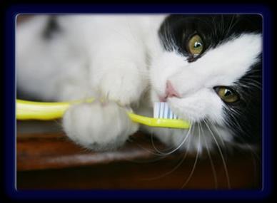 Oral Health Care MAINTENANCE PRODUCTS We sell a number of dental products that help maintain your pets dental and gum health. These however, are not a cure.