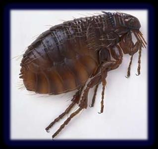 Fleas The flea is a hardy insect with a lifespan of six to 12 months. During that time, a pair of fleas could produce millions of offspring. Fleas have survived in a variety of environments.