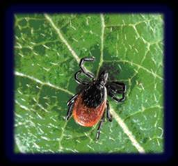 Ticks and Tick Transmitted Diseases Ticks are such small insects, but they can pose a very great danger to us and our companion animals.