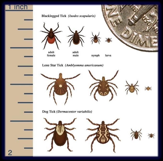 Ticks and Tick Transmitted Diseases Therefore seasonal or year round tick prevention can greatly reduce if not eliminate the risk of your dog becoming infected with this organism.