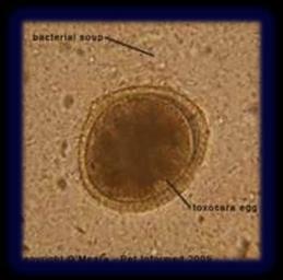 Other parasites screened for are coccidia and giardia, common protozoas infecting our companion animals.