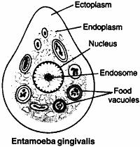 Entamoeba coli is a commensal (no pathogen) in the upper part of the large intestine of man. It is large-sized (15-30microns) with very little ectoplasm.