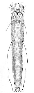 the grain mite (Acarus siro) the cheese mite (Tyrolichus casei)