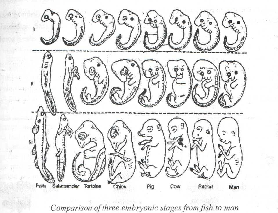 recapitulation. This concept, as originally used by von Baer (1792-1876) indicated that some of the developmental stages of an organism are similar to the developmental stages of its ancestors.
