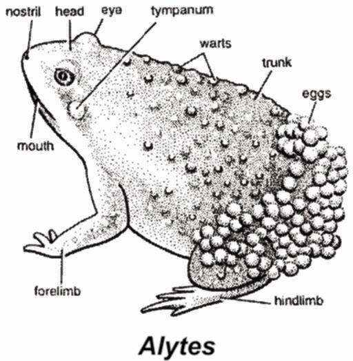 Mentomeckanial bone is found (Tip of the lower jaw). Rhacophorus Flying frog Alytes Midwife toad Parental care is well developed in them.