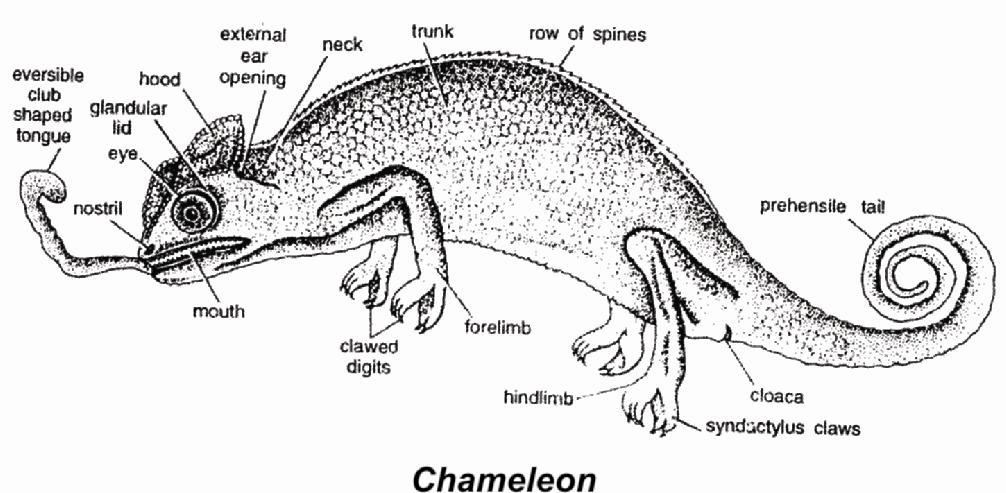 Study of lizards is called Saurology Girdles and pendactyle clawed limbs are well developed. Eyelids are movable and nictitating membrane is found in eye.