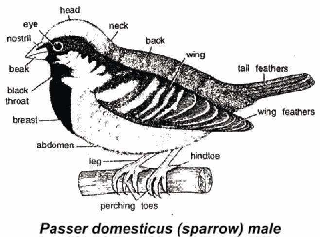 Oil glands or preenglands are found. Toothless beak Sound producing syrinx is present. Pavo cristatus - Peacock - It is the national bird of India. Psittacula krameri - Indian parrot.