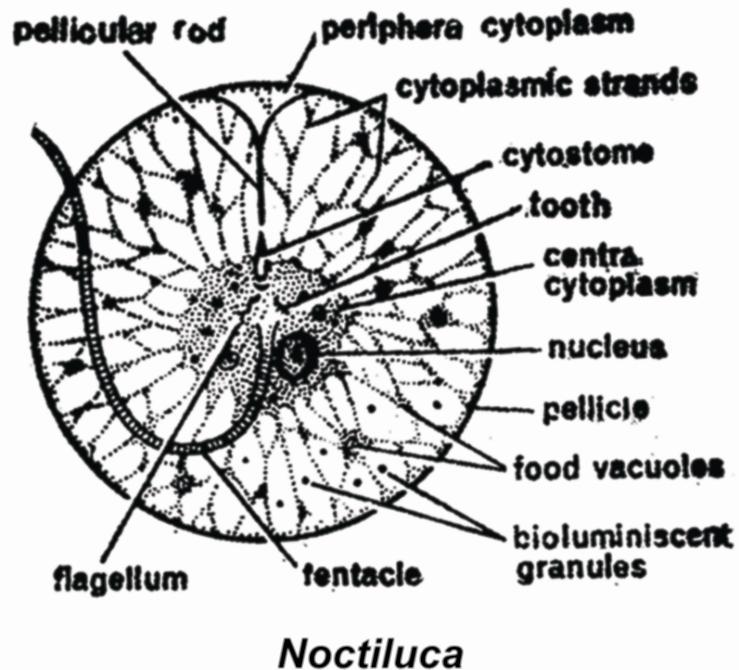 Class 2 : Sarcodina or Rhizopoda (a) Locomotary organs are pseudopodias.
