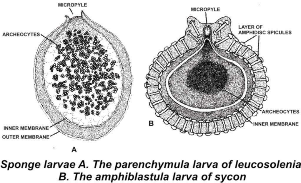 Equal and Holoblastic Segmentation (1) Amphiblastula hollow larva (scypha) Parenchymula Solid larva (Leucosolenia) (2) Stereogastrula (Euplectella) (On the basis Skeleton divide into three classes)