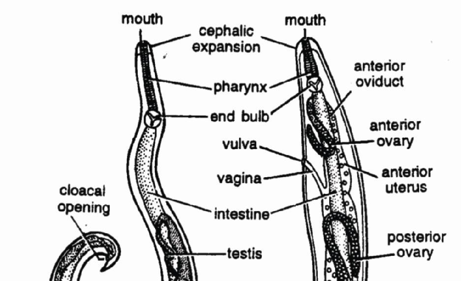 Female is larger than male and straight. Genital tract open independently. Female lays numerous eggs with Chitinous shell. Fertilization is internal and development is mostly direct.