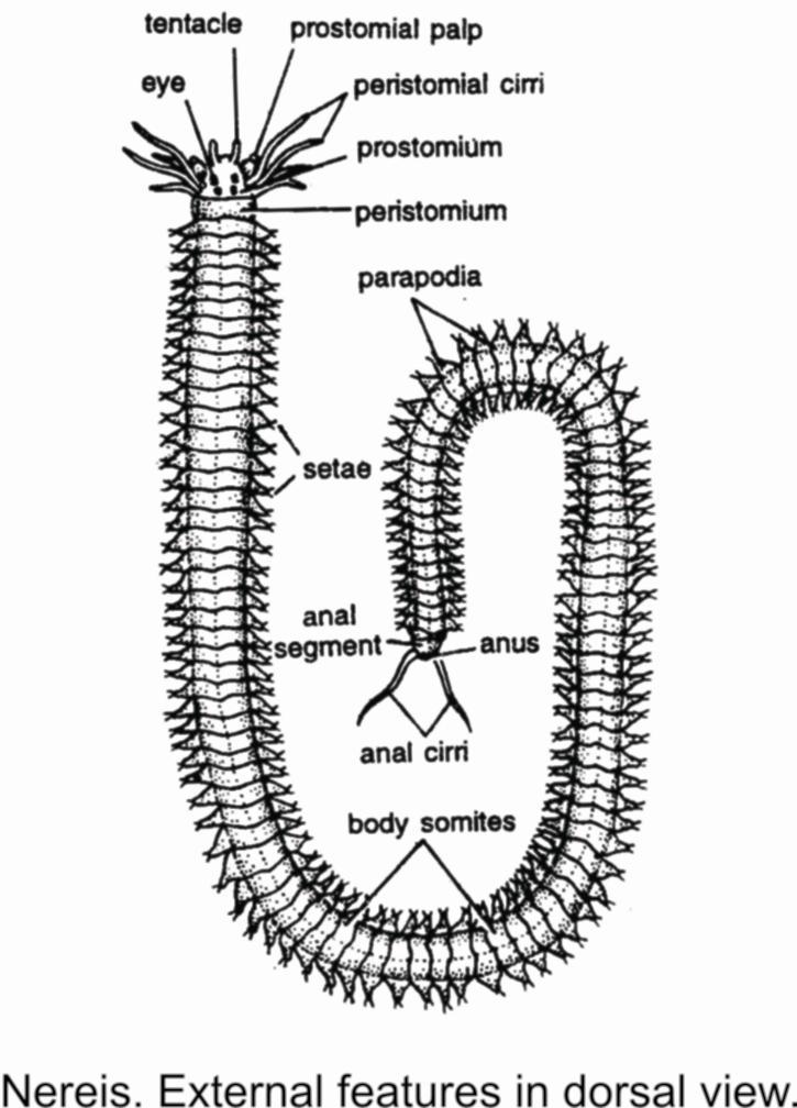 Life history includes a trochophore larva in few annelids.
