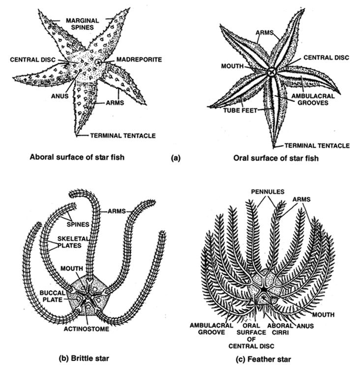 HEMICHORDATA 1. The term Hemichordata was given by Bateson. 2. Animals of this phylum are all fossorial, and their tunnels are U - shaped. 3. Body worm like, and soft. 4.