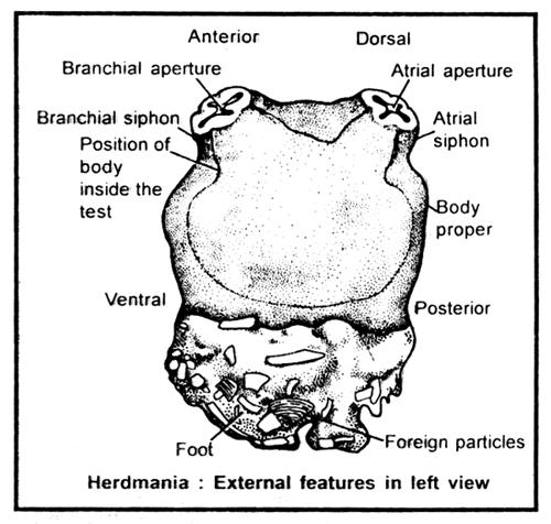 Phylum chordata is divided into two groups on the basis of cranium, vertebral column and paired appendages : - [A] Acraniata or Protochordata [B] Craniata or Euchordata. Group A.