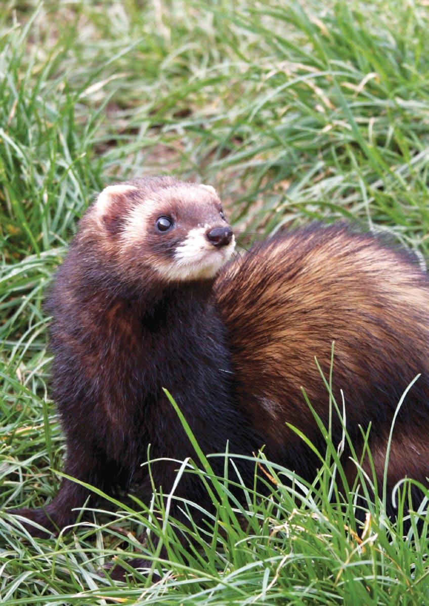 The polecat is the ancestor of the domestic ferret but exactly where and when ferrets were domesticated is still uncertain.