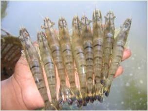 8 OIE-listed crustacean diseases