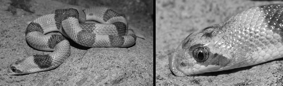 Figure 1. (Left) The Saddled Leaf-nosed Snake (Phyllorhynchus browni) found in Rattlesnake Alley. (Right) Left side view of the spadelike rostral scale.