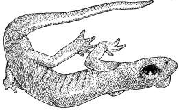 Limestone Salamander A007 (Hydromantes brunus) STATUS: Rare (State of California). DISTRIBUTION/HABITAT: Very limited distribution.