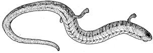California Slender Salamander A010 (Batrachoseps attenuatus) STATUS: No official listed status. Common in preferred habitat.