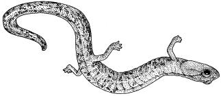 Relictual Slender Salamander A011 (Batrachoseps relictus) STATUS: No official listed status. Common in preferred habitat.