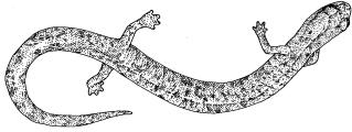 Tehachapi Slender Salamander A013 (Batrachoseps stebbinsi) STATUS: Rare (State of California). DISTRIBUTION/HABITAT: Found only in Tulare and Kern Counties.