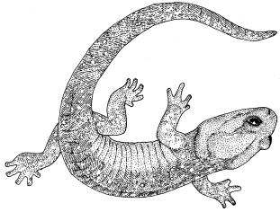 Arboreal Salamander A014 (Aneides lugubris) STATUS: No official listed status. Common in preferred habitat.