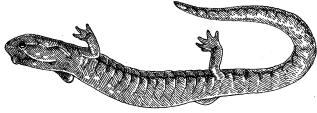 Black Salamander A015 (Aneides flavipunctatus) STATUS: No official listed status. Common in its preferred habitat. DISTRIBUTION/HABITAT: Distributed in Shasta Lake area, Shasta County.