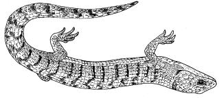 Southern Alligator Lizard R009 (Gerrhonotus multicarinatus) STATUS: No official listed status.