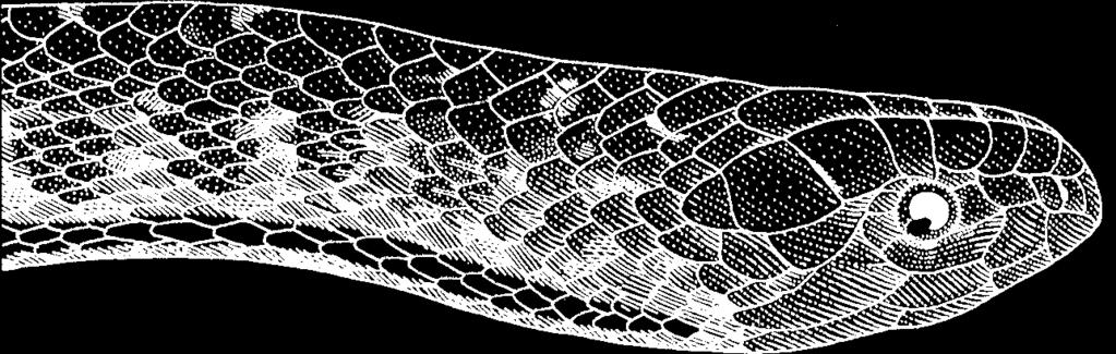 Western Terrestrial Garter Snake R023 (Thamnophis elegans) STATUS: No official status. Common in preferred habitat.