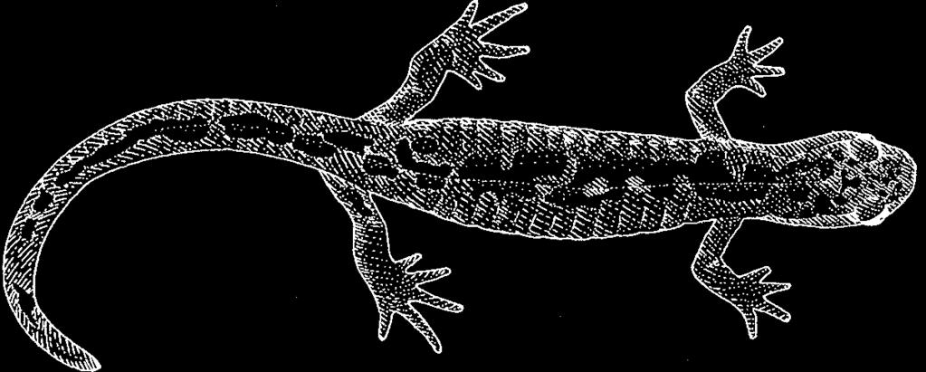 Long-toed Salamander A002 (Ambystoma macrodactylum) STATUS: No official listed status. Common in preferred habitat.