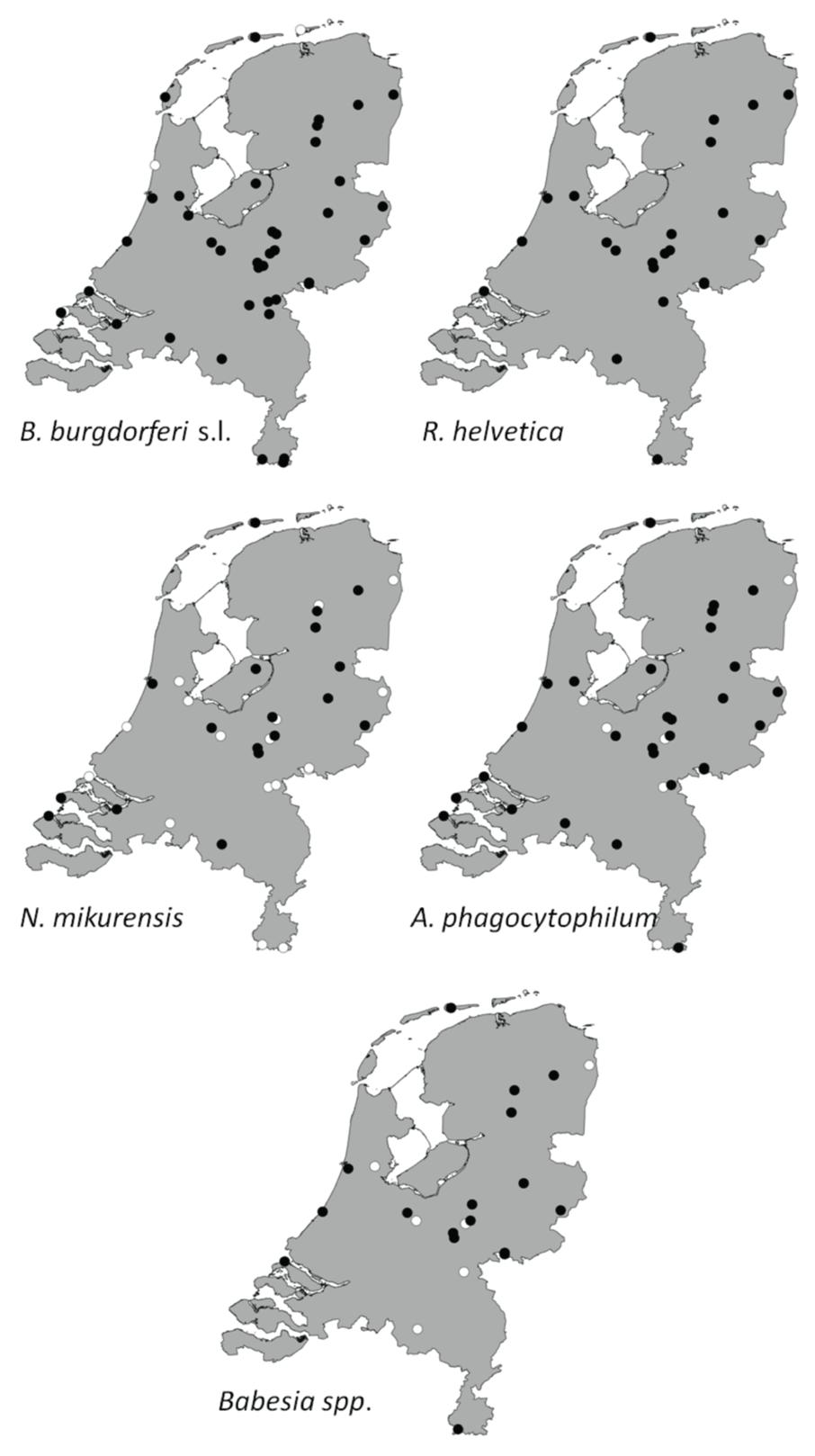 CHAPTER 2 Spatiotemporal dynamics of emerging pathogens in questing Ixodes ricinus 2 Figure 1: Aggregated presence/absence map of questing I. ricinus nymphs/adults infected with B. burgdorferi s.l. (A), R.