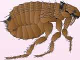 THE LIFE CYCLE OF A FLEA The flea life cycle has 4 stages: egg,