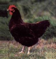 Zagora/ Starozagorska red chicken has a medium weight, combined for meat and eggs, selected in the second half of the 20 th Century