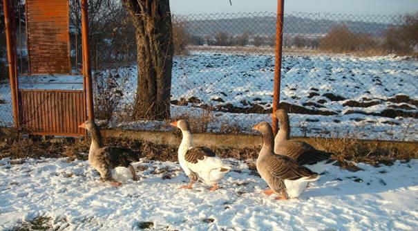 In the North of Bulgaria on the Danube river valley and its feeders are discovered species with curly mutations (same as Sebastopol goose).