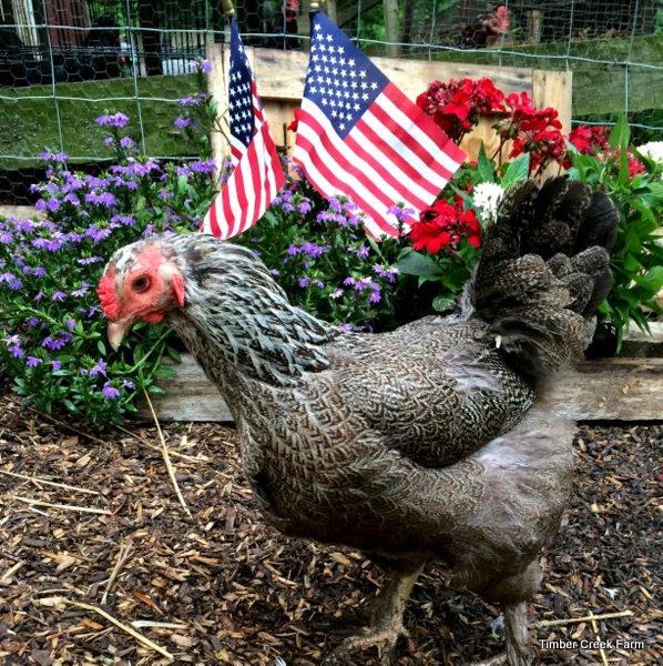 Creating a Patriotic Chicken Flock Do you like a patriotic chicken flock. You may just like the color scheme of red, white and blue. I like to do holiday photos of my chickens for the blog.