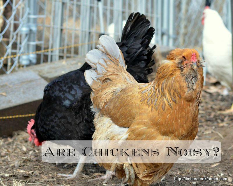 cities and suburban towns prohibit roosters, so that is not the concern. Hens will be more quiet than most dogs, as they go about their daily scratching and pecking.