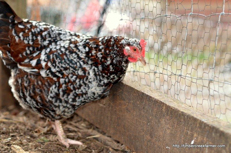 Speckled Sussex Even among hens, some breeds tend to be more settled and less flighty than other chicken breeds. When looking for quiet chickens the first breed often named is the Buff Orpington.