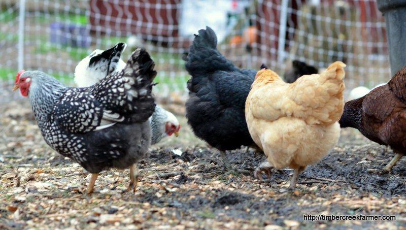When receiving input on this topic from other chicken owners, quite a few stated that their Easter Egger hens were the loudest ones they owned.