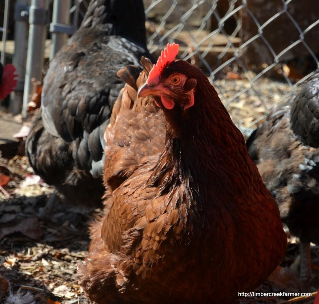 Red Chicken Breeds Rhode Island Red New Hampshire Production