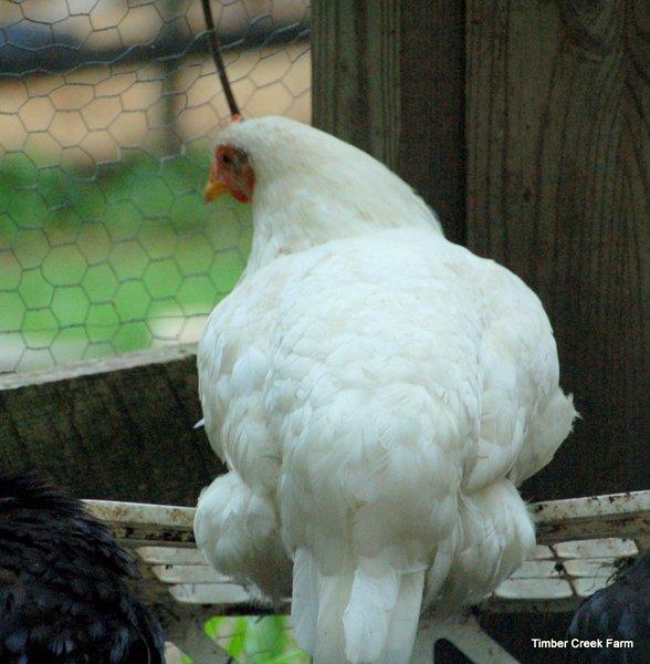White Chicken Breeds Delaware Light Brahma White