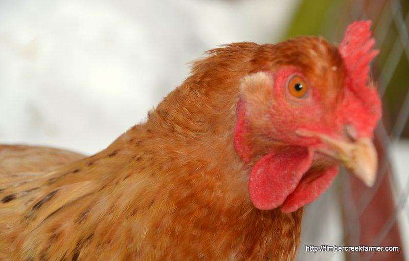 Quiet Chickens What Breeds to Choose in the Suburbs Are Chickens Noisy? What Breeds to Choose for Happy Neighbors.