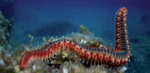 Most annelids live in water, but they can also live on land.