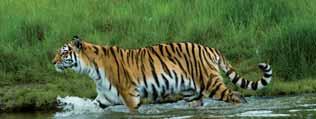 THINK ABOUT IT: Endangered animals 1 Siberian tigers are found in the coniferous forests of China,
