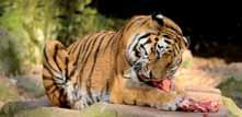 2 A male Siberian tiger is about 3.3 metres long and weighs about 165 kilograms.