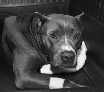Money is a beautiful 5-year old female Pit Bull Terrier who arrived at the HSOV on October 1, 2012.