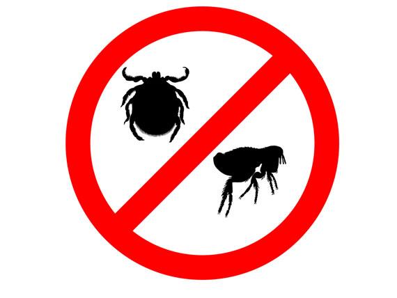 Fleas and Ticks Fleas and ticks are irritating and stubborn parasites that can cause considerable discomfort to our pets.