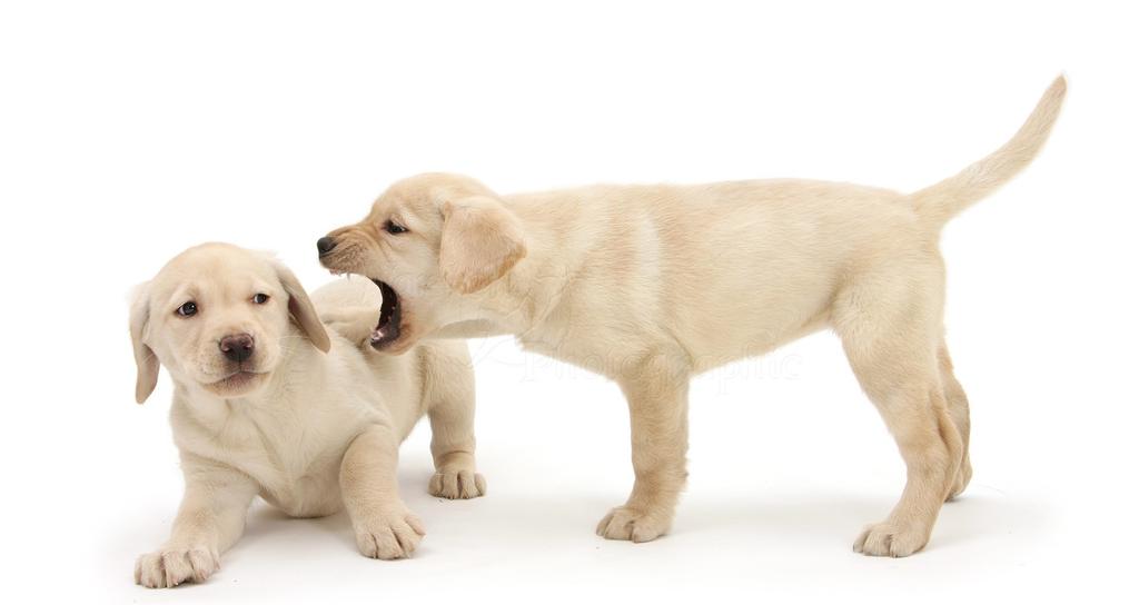 Socialisation Until your puppy is fully vaccinated, it can be challenging to socialise them.