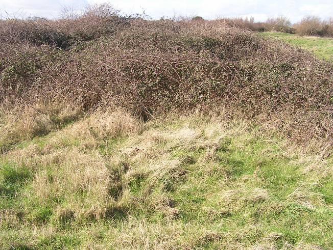 Visual search - where and how to spot reptiles Look for sheltered spots that act as suntraps particularly the junction between vegetation types/heights Use of refugia in reptile surveys Slow-worms